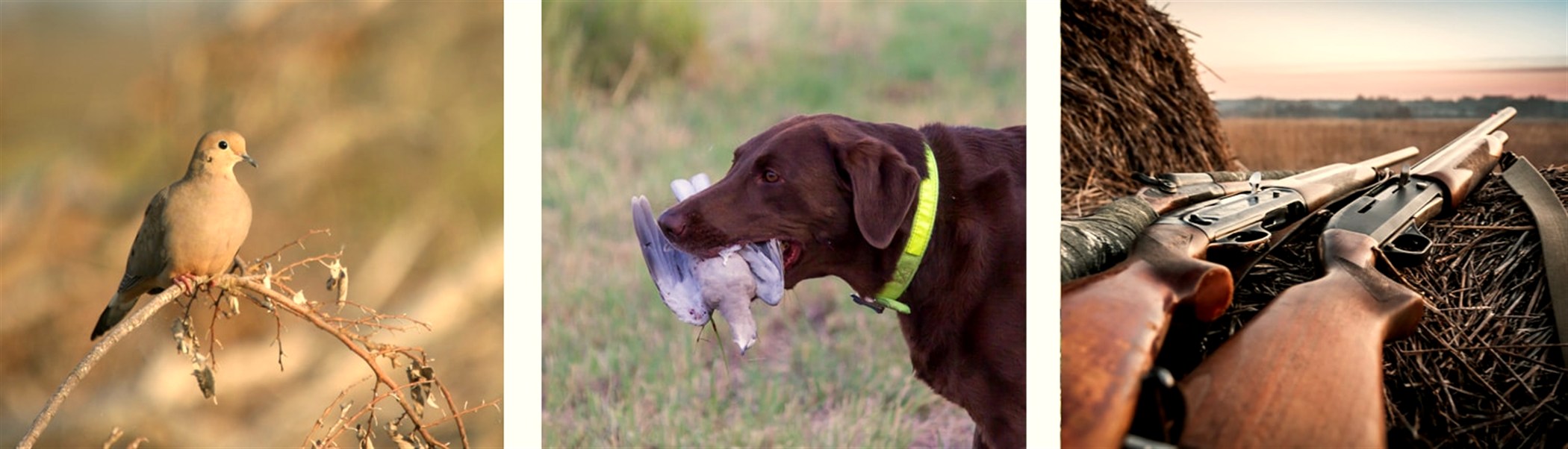 South Texas dove hunting