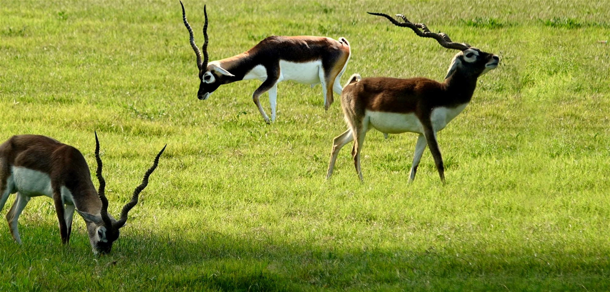 Blackbuck exotic