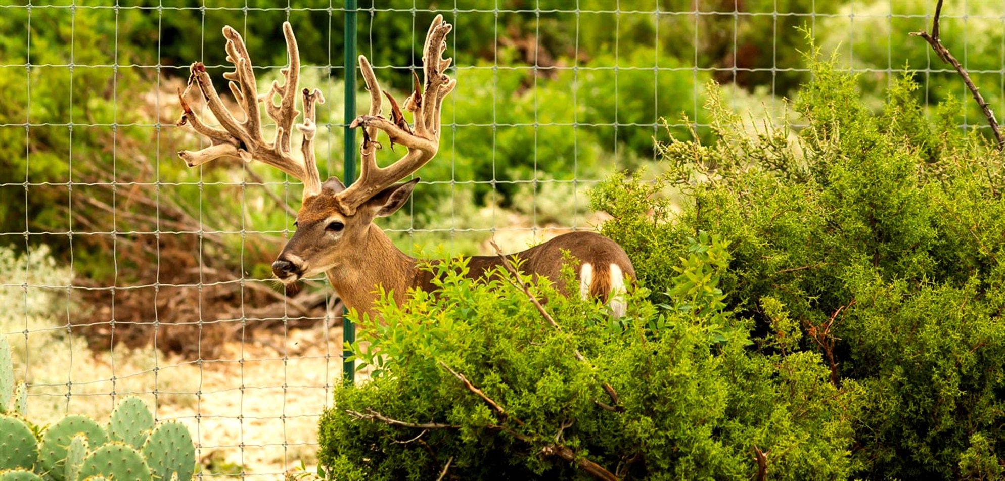 A trophy South Texas whitetail buck in velvet at Legacy Ranch